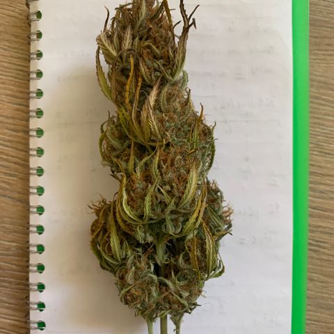 Cookie Crisp growlog timeline photo