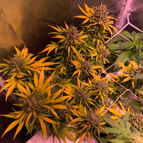 Buzz Lightyear growlog timeline photo