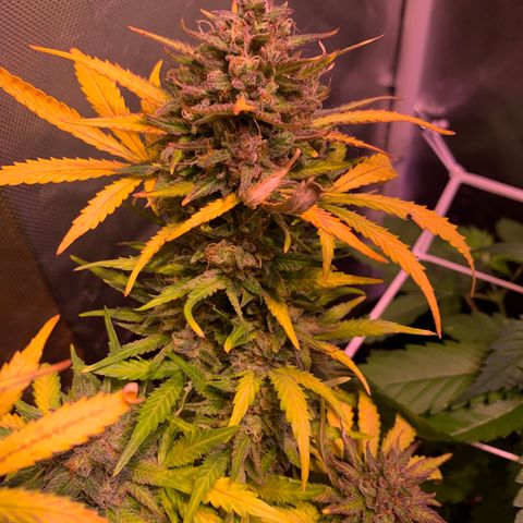 Buzz Lightyear growlog timeline photo