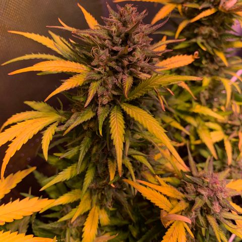 Buzz Lightyear growlog timeline photo