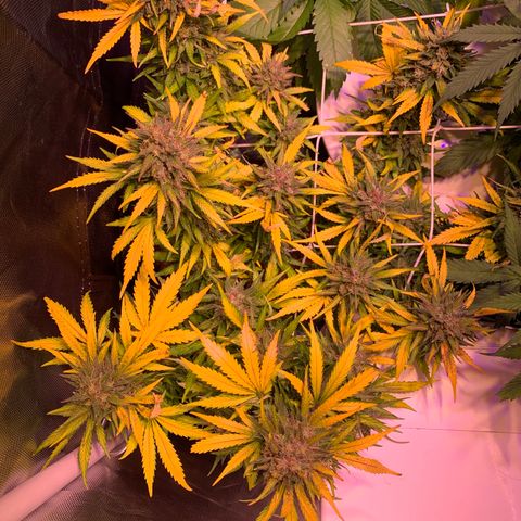 Buzz Lightyear growlog timeline photo