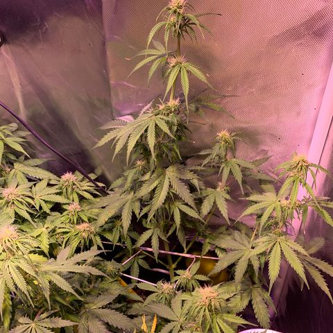 Rockford  growlog timeline photo