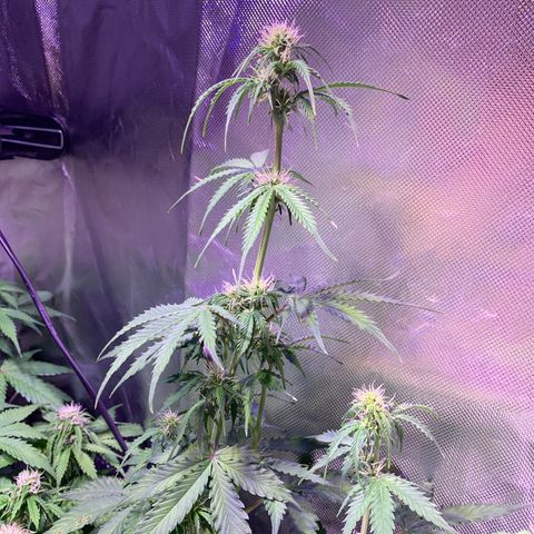Rockford  growlog timeline photo