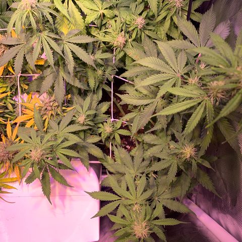 Rockford  growlog timeline photo