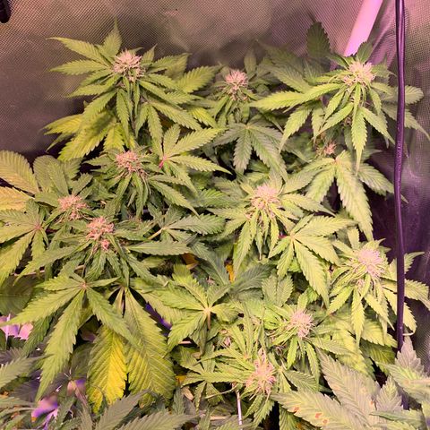 Royal Harambe growlog timeline photo