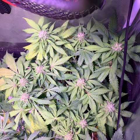Royal Harambe growlog timeline photo