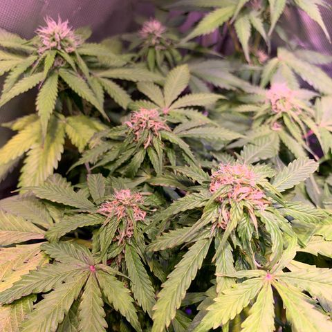 Royal Harambe growlog timeline photo