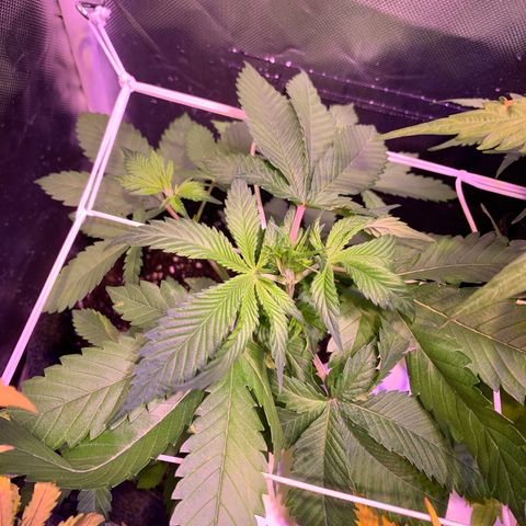 Hulkberry growlog timeline photo