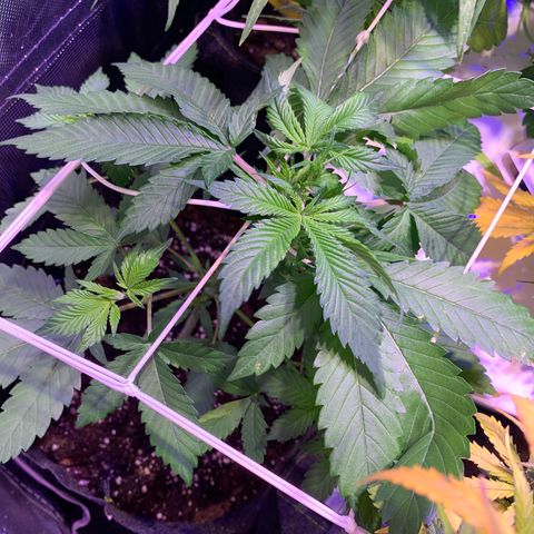 Hulkberry growlog timeline photo