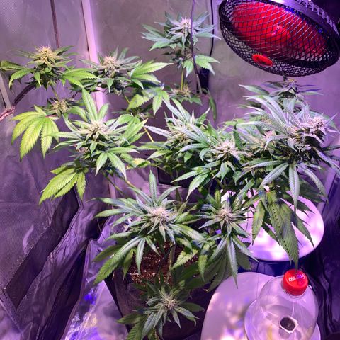 Hulkberry growlog timeline photo