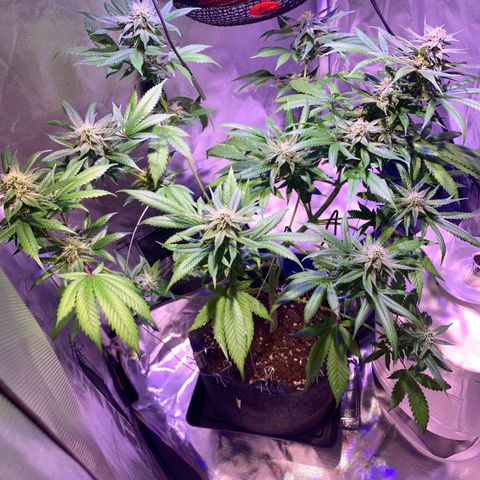Hulkberry growlog timeline photo
