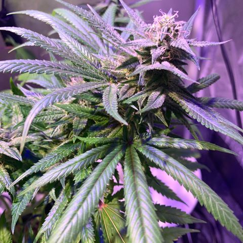 Hulkberry growlog timeline photo