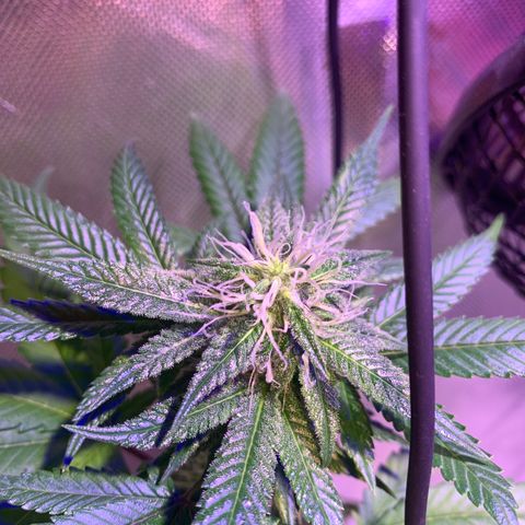 Hulkberry growlog timeline photo