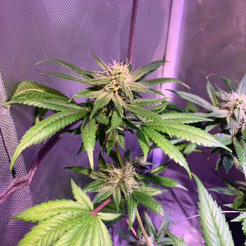 Hulkberry growlog timeline photo