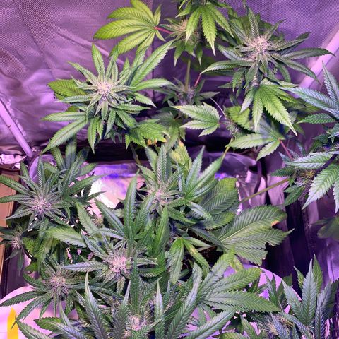Hulkberry growlog timeline photo