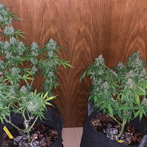 Rockford  growlog timeline photo