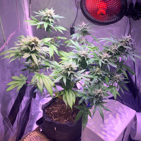 Hulkberry growlog timeline photo