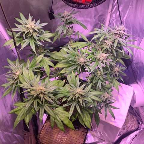 Hulkberry growlog timeline photo