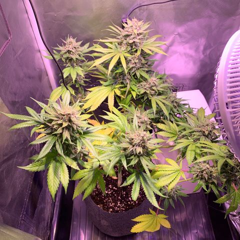 Hulkberry growlog timeline photo