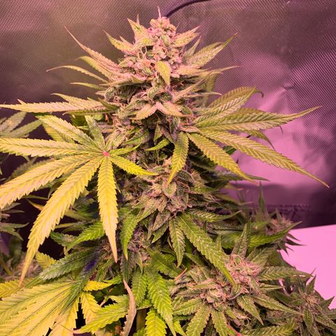 Hulkberry growlog timeline photo