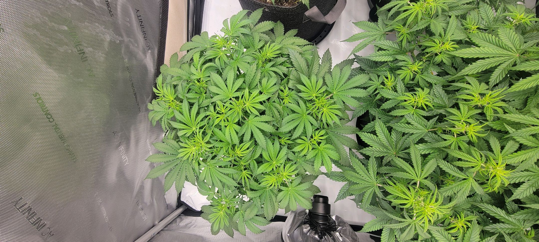 Super Skunk Autoflower growlog header