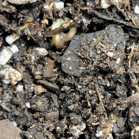 Super Skunk Autoflower growlog photo