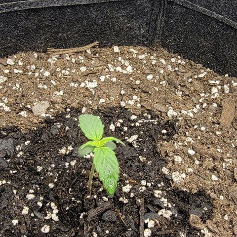Super Skunk Autoflower  growlog timeline photo