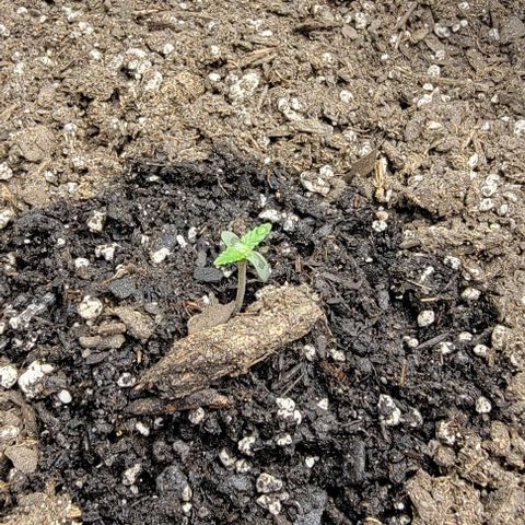 Super Skunk Autoflower growlog photo