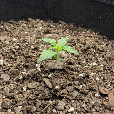 Super Skunk Autoflower growlog photo