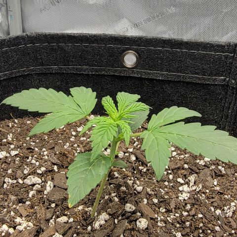 Super Skunk Autoflower  growlog timeline photo