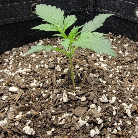 Super Skunk Autoflower growlog timeline photo