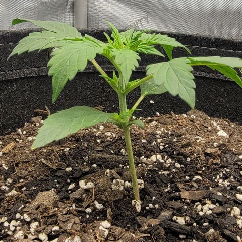 Super Skunk Autoflower  growlog timeline photo
