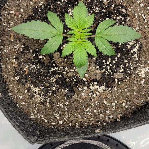 Super Skunk Autoflower  growlog timeline photo