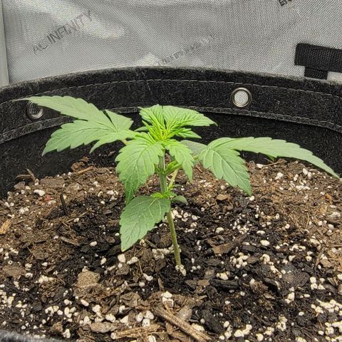 Super Skunk Autoflower  growlog timeline photo