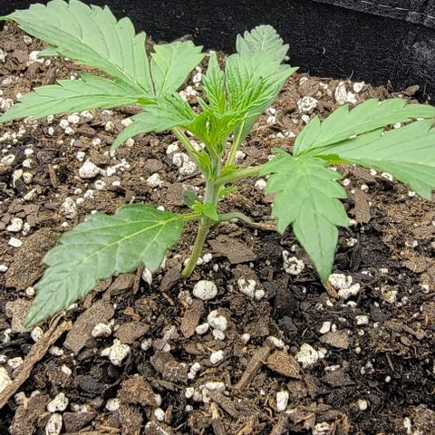 Super Skunk Autoflower growlog timeline photo