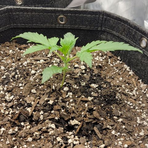Super Skunk Autoflower growlog timeline photo