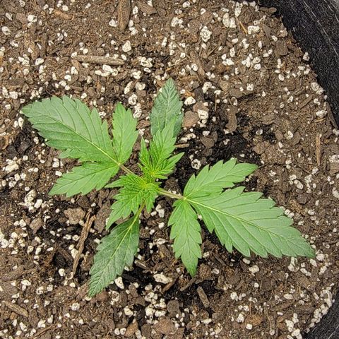 Super Skunk Autoflower growlog timeline photo