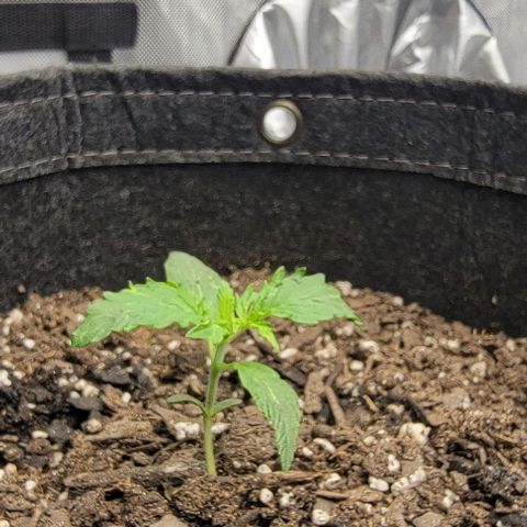 Super Skunk Autoflower growlog timeline photo