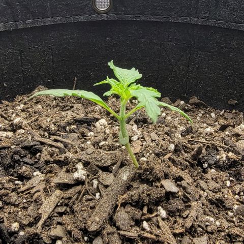 Super Skunk Autoflower growlog timeline photo