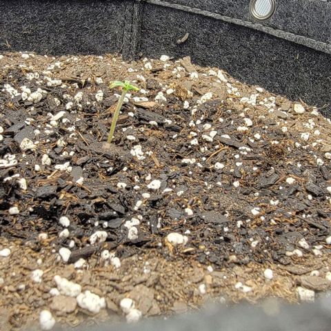 Super Skunk Autoflower growlog timeline photo