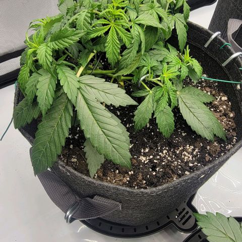 Super Skunk Autoflower  growlog timeline photo