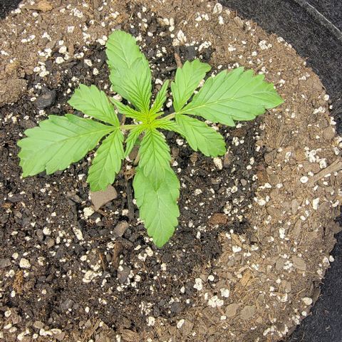 Super Skunk Autoflower growlog timeline photo