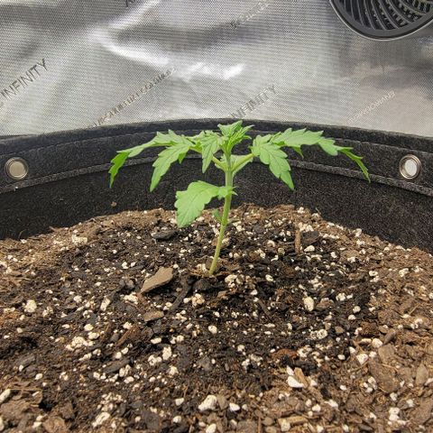 Super Skunk Autoflower growlog timeline photo