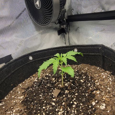Super Skunk Autoflower growlog timeline photo