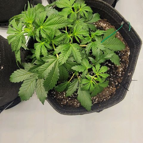 Super Skunk Autoflower growlog timeline photo