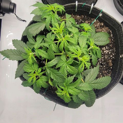 Super Skunk Autoflower  growlog timeline photo