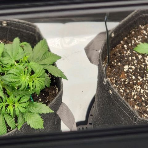 Super Skunk Autoflower growlog timeline photo