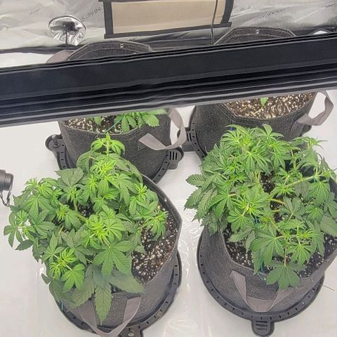 Super Skunk Autoflower growlog timeline photo