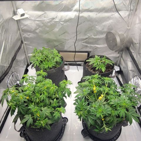 Super Skunk Autoflower growlog timeline photo