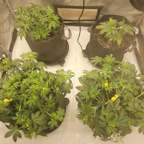 Super Skunk Autoflower growlog timeline photo